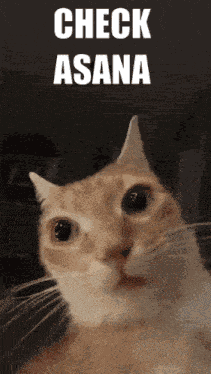 Asana Cat GIF