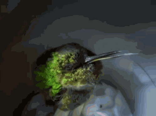 Asleep Bec GIF