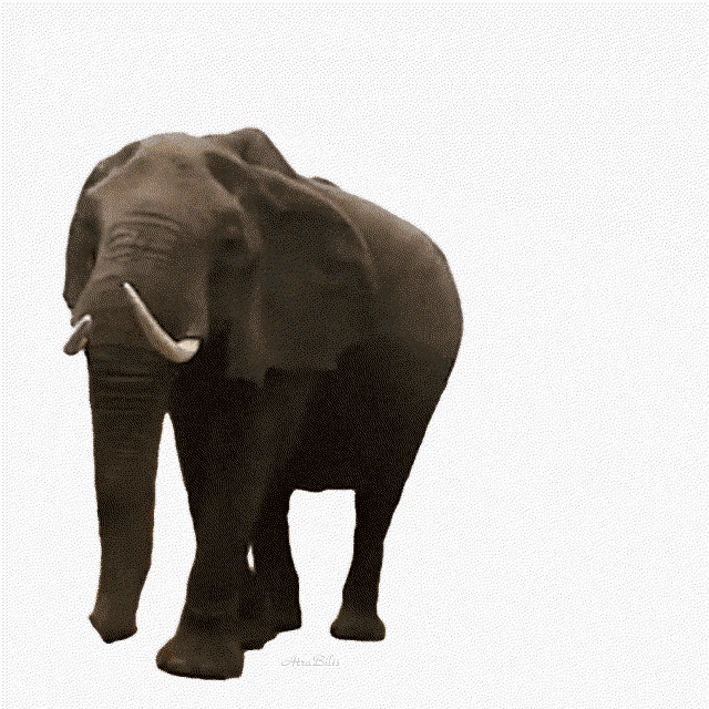 Atra Bilis Funny Animals GIF