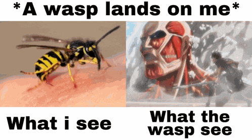 Attack On Titan Aot Meme