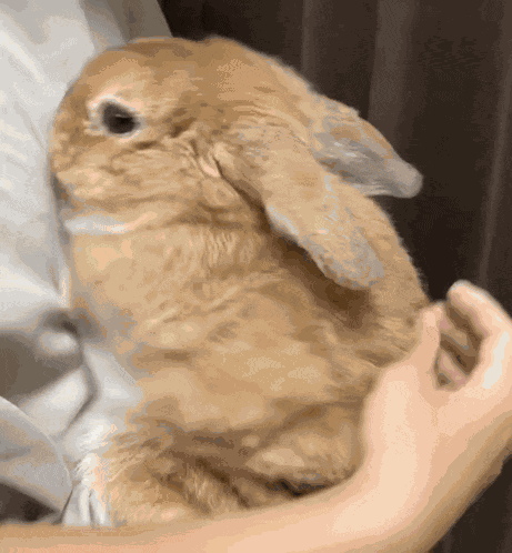 Attention Seeking Rabbit GIF