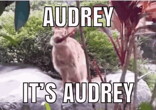 Aud Audrey GIF