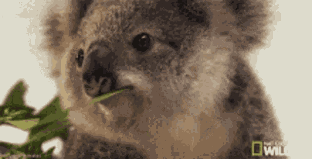Aussie Funny GIF