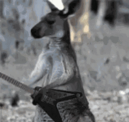 Australia GIF