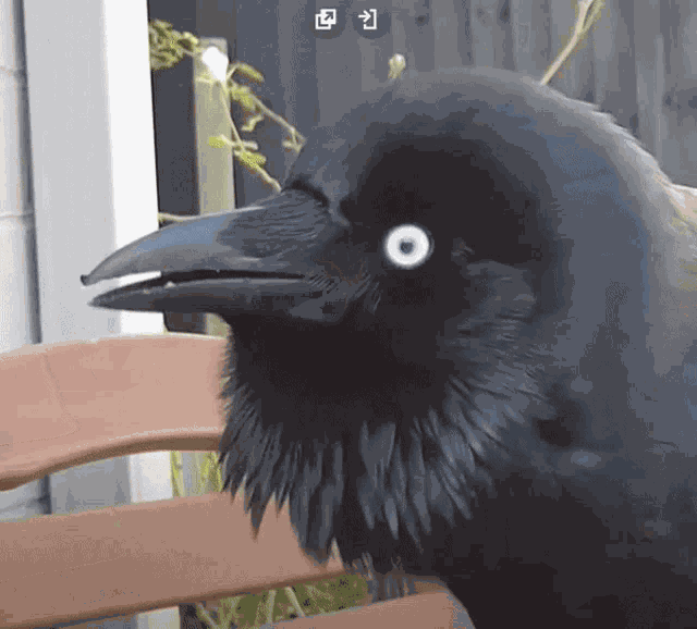 Australian Raven GIF