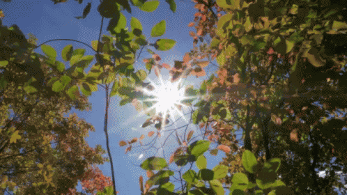 Autumn Fall GIF