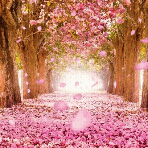 Autumn Fall GIF
