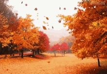 Autumn Leaves Falling GIF