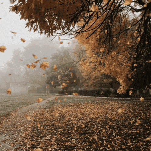 Autumn Leaves Falling GIF