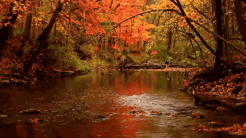 Autumn Leaves Water Rain GIF