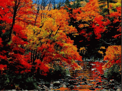 Autumn River GIF