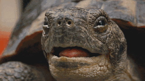 Avanti West Coast Turtle GIF