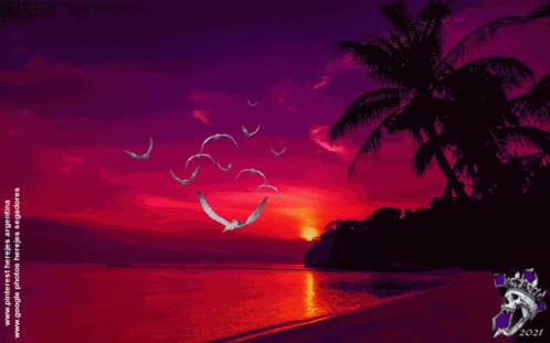 Aves GIF