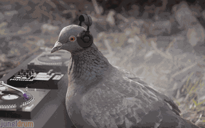 Avisyulia GIF