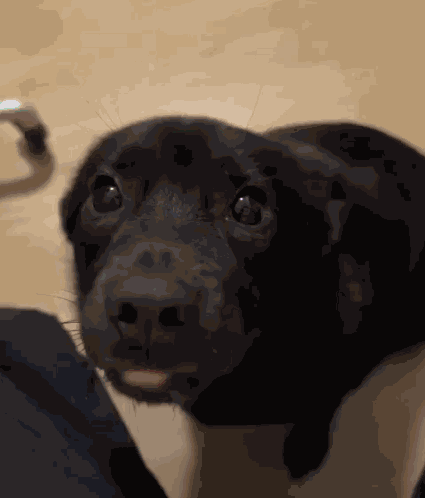 Awkward Dog GIF