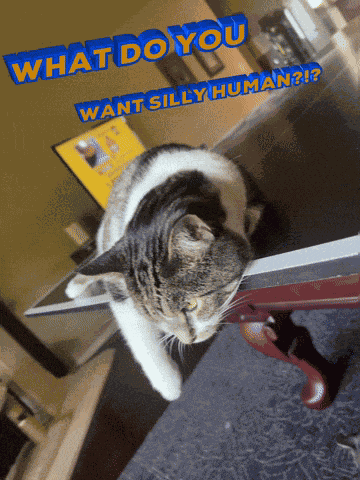 Aww Cute Aww Thanks GIF