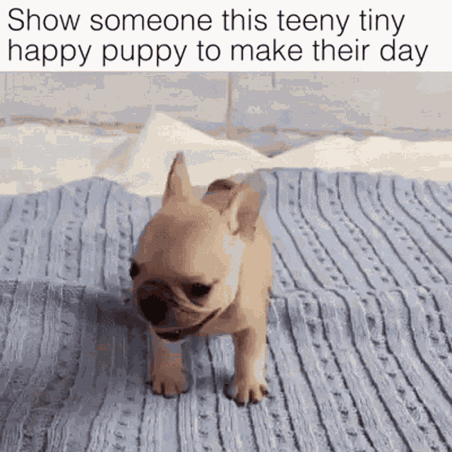 Awww Adorable GIF