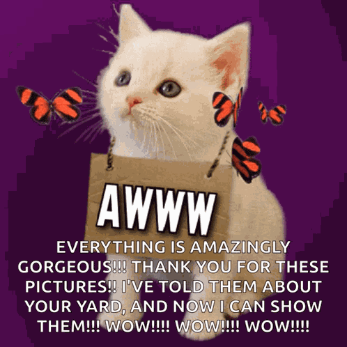Awww Awwww GIF