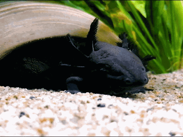 Axolotl Axolotl Meme GIF