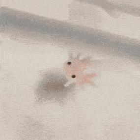 Axolotl Baby GIF