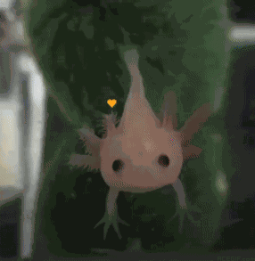 Axolotl Baby GIF