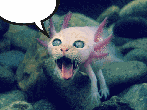 Axolotl Cat Meme