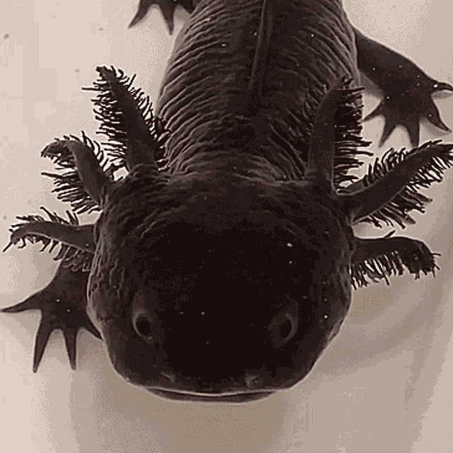 Axolotl Cute GIF