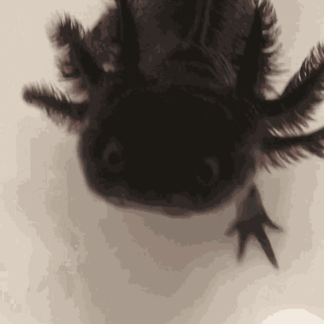Axolotl Cute GIF