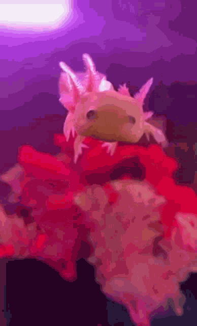 Axolotl Dance GIF