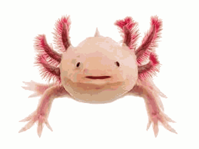 Axolotl Dopadne Cie Meme