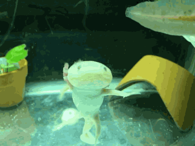 Axolotl Float GIF