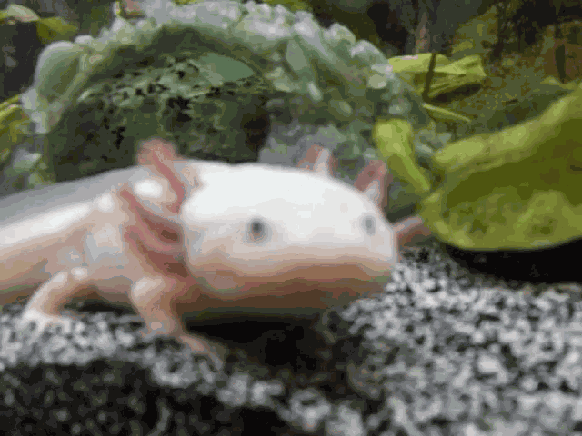 Axolotl Gillflaps GIF