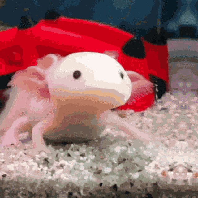 Axolotl GIF