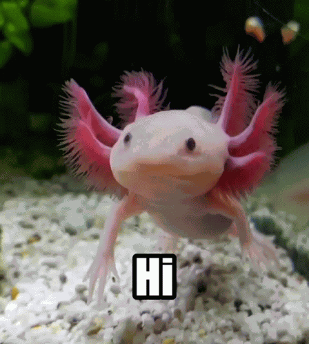 Axolotl Hi GIF