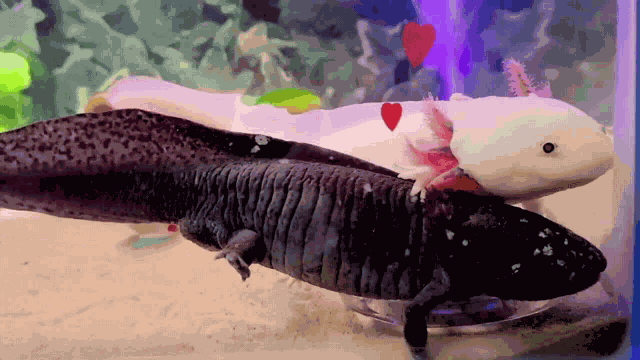 Axolotl Hug GIF