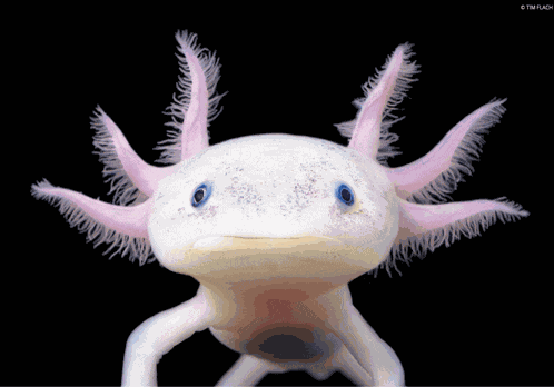 Axolotl Meme