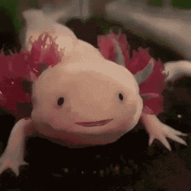 Axolotl Opening Wide GIF