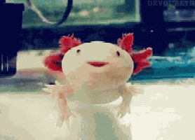 Axolotl Pink GIF