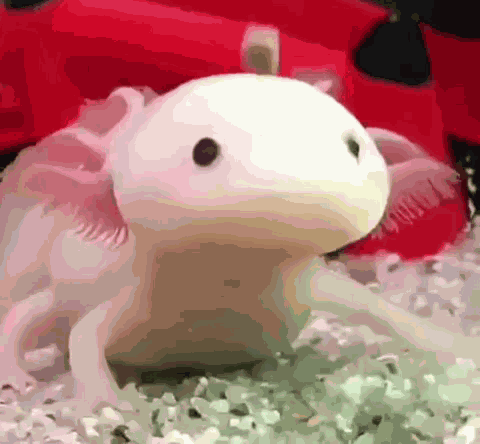 Axolotl Silly Axolotl GIF
