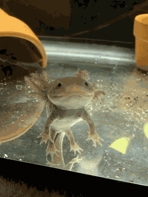 Axolotl Silly GIF