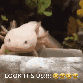 Axolotl Sliding GIF
