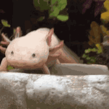 Axolotl Sliding GIF
