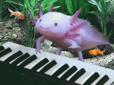 Axolotl GIF