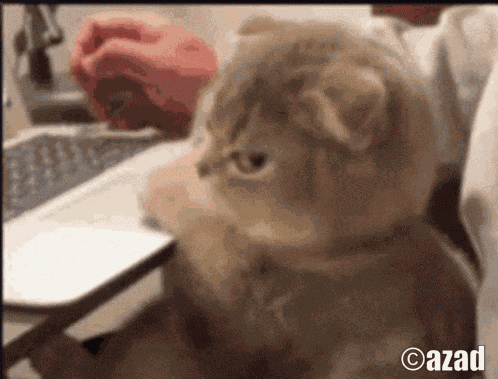 Azad Cat Angry Cat GIF