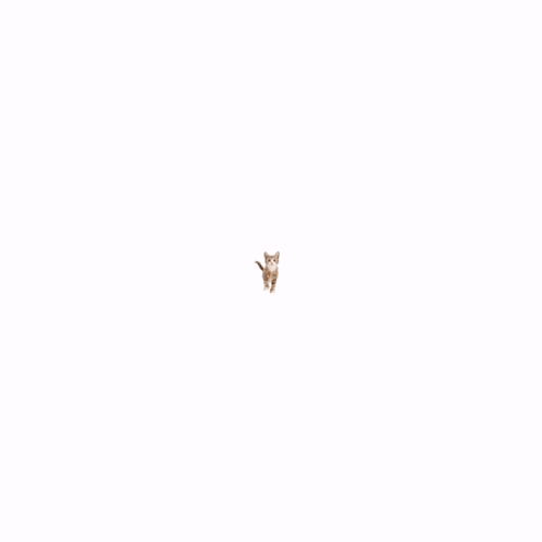 Azzou Orange Cat GIF