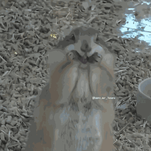 B GIF