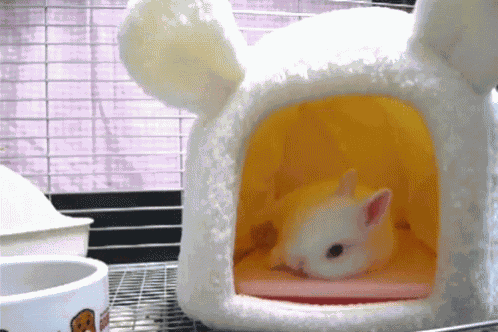 Baby Animals GIF