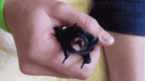 Baby Bat Bat GIF