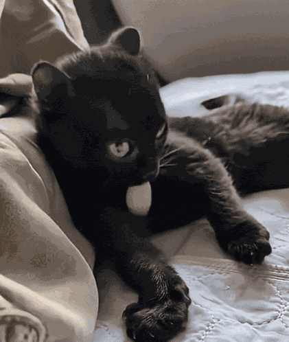 Baby Corn Cat GIF