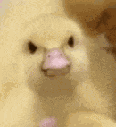 Baby Duck Meme